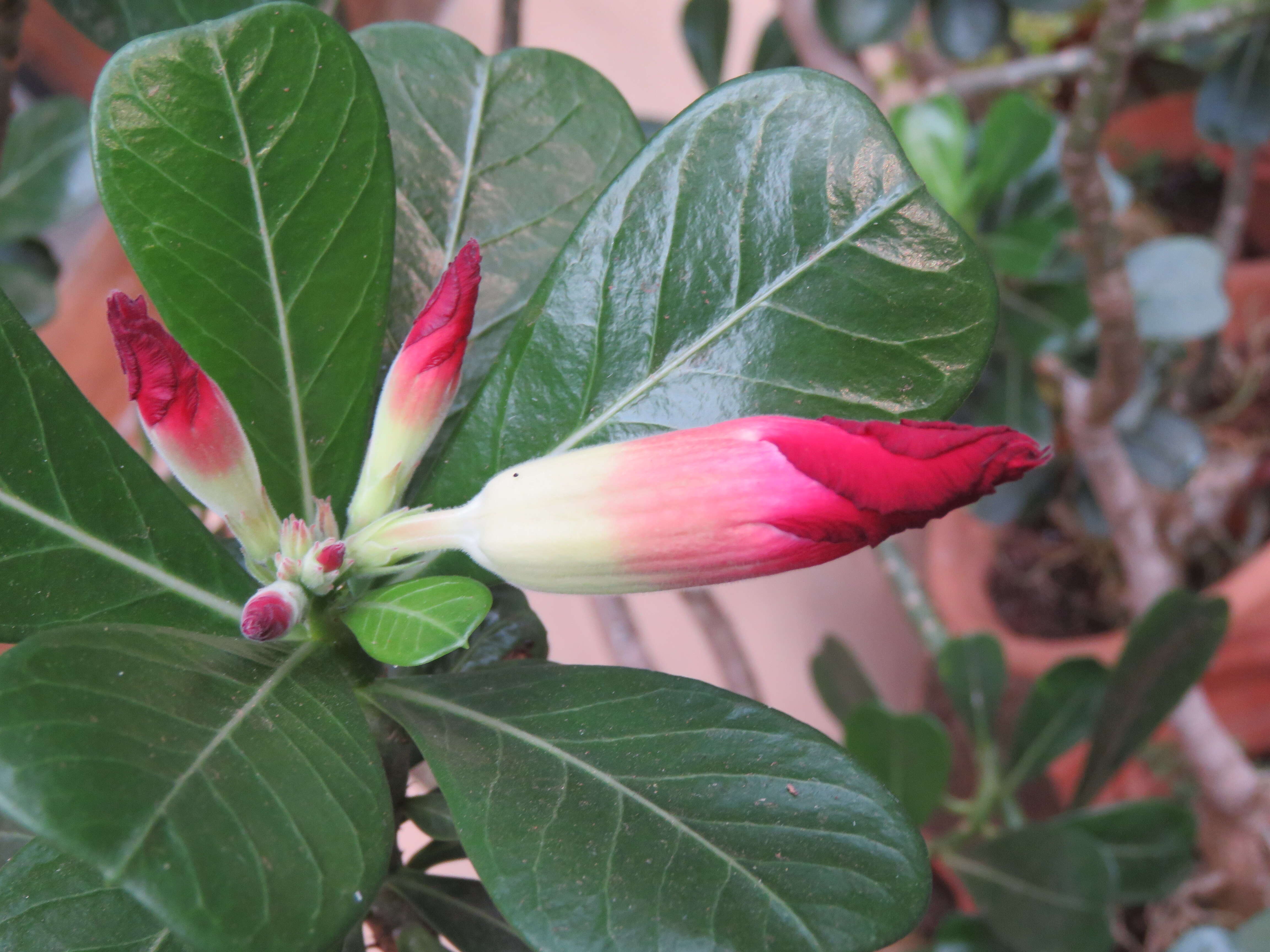 Image of Desert Rose