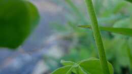 Image of creeping woodsorrel