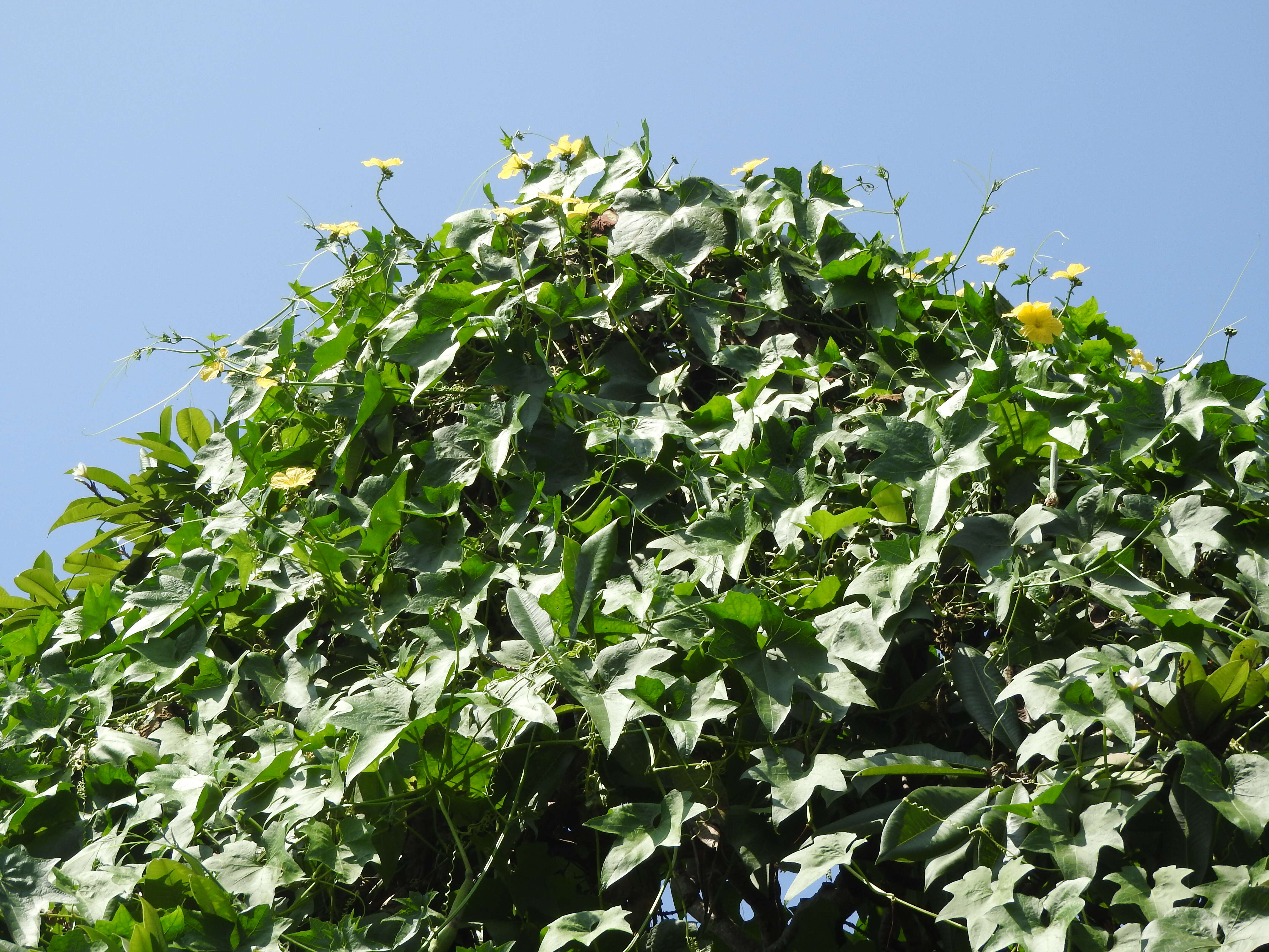 Image of sinkwa towelsponge