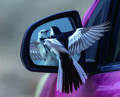 Image of Pied Wagtail and White Wagtail