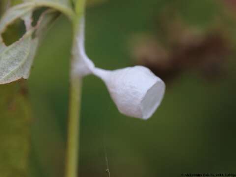 Image of Agroeca brunnea (Blackwall 1833)