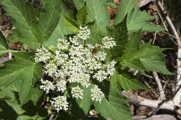 Image of American Cow-Parsnip