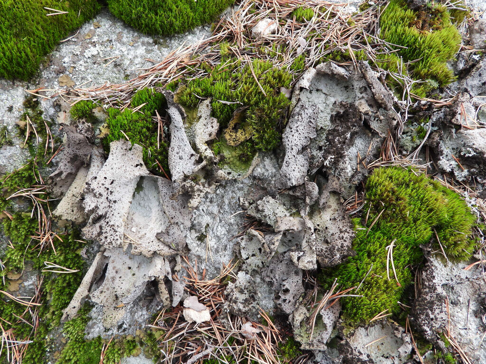 Image of blistered navel lichen