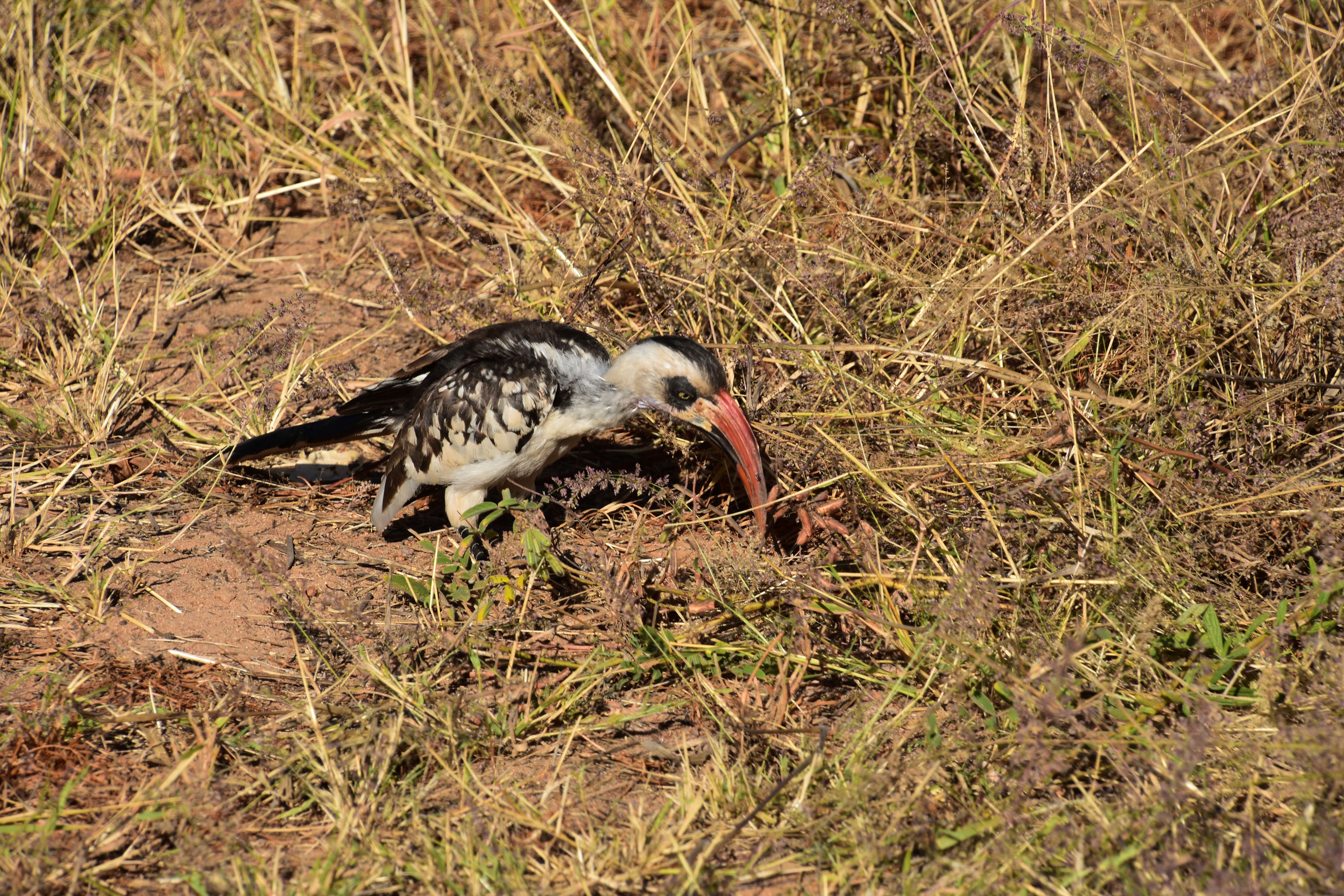 Image of Tanzanian Red-billed Hornbill