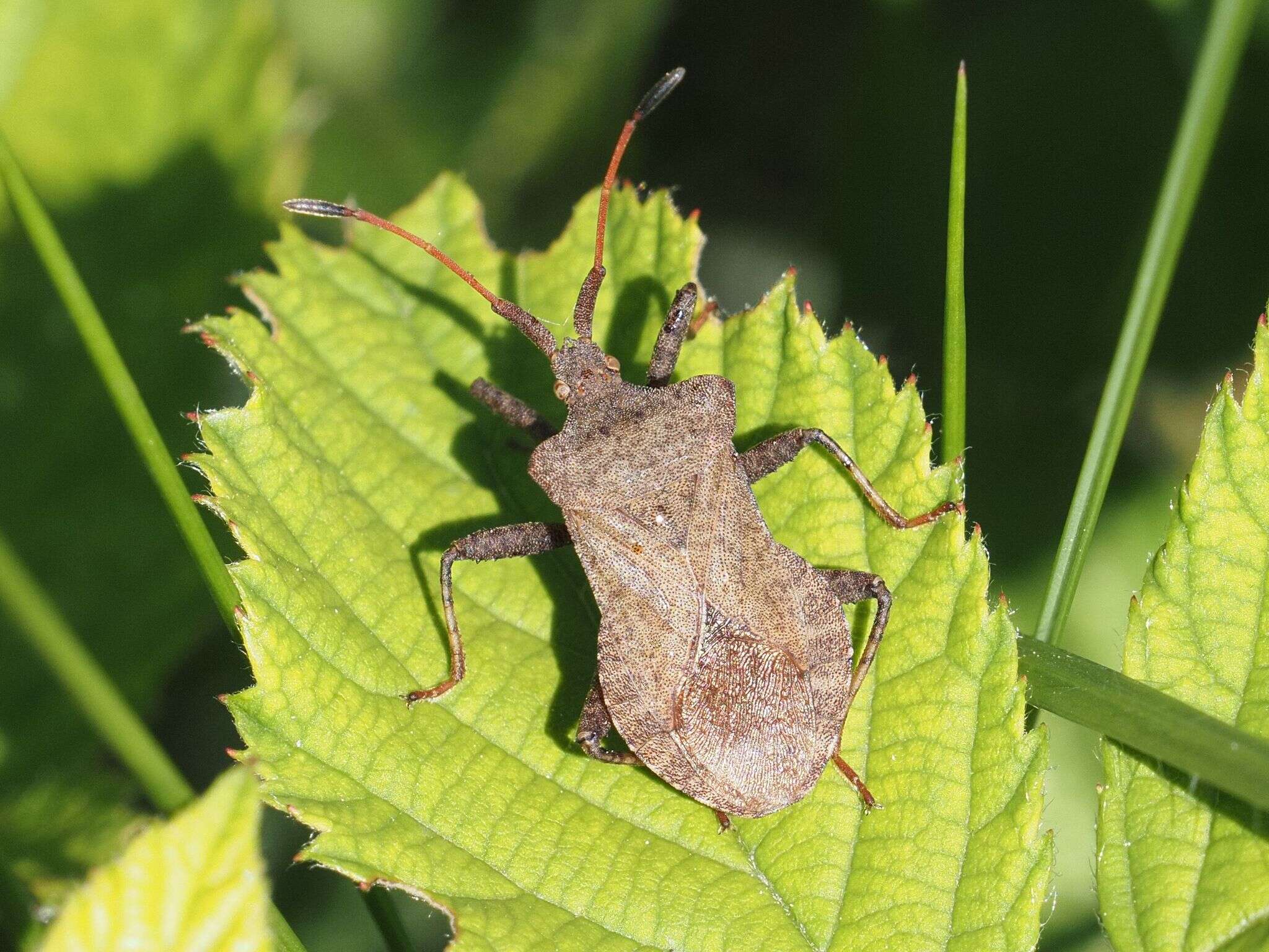 Image of Coreus