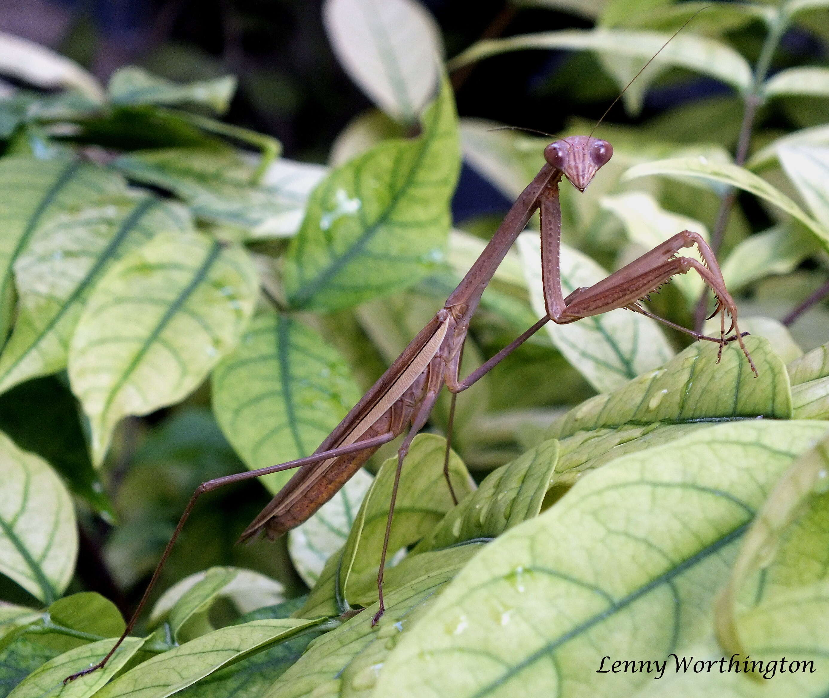 Image of Tenodera