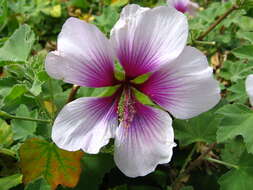 Image of Malva subovata (DC.) Molero & J. M. Monts.