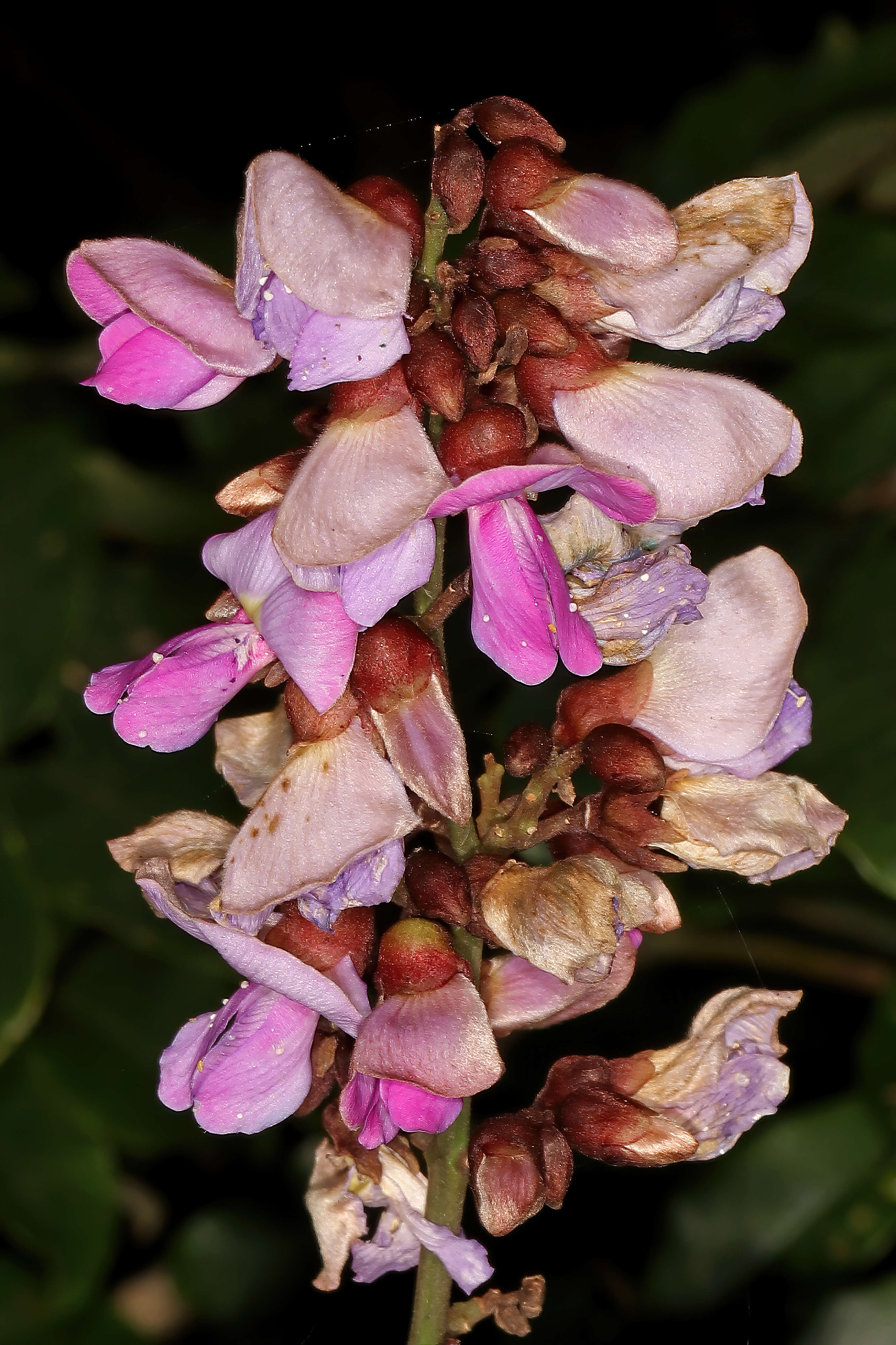 Image de Millettia grandis (E. Mey.) Skeels