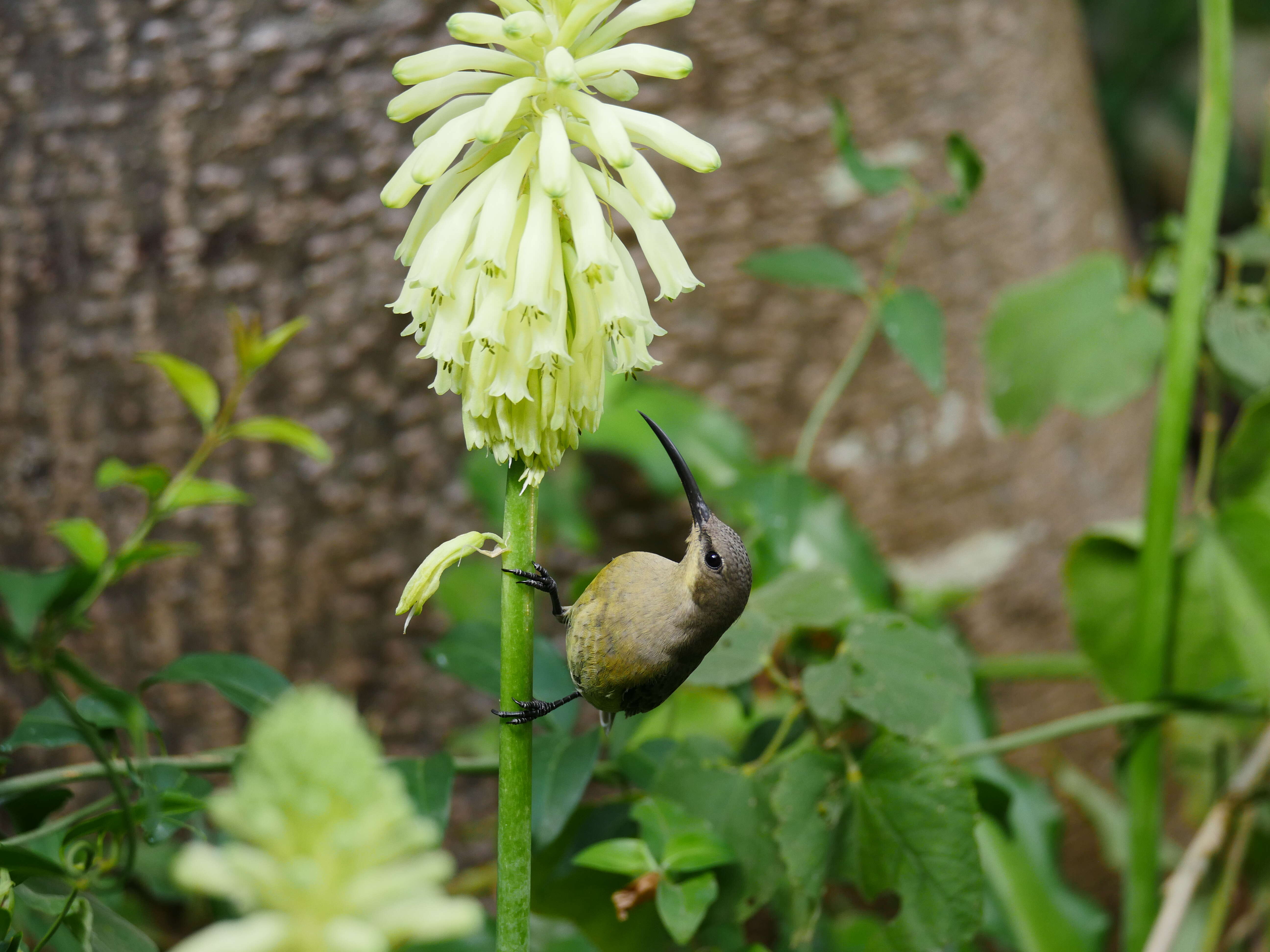 Image of Malachite Sunbird