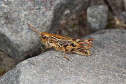 Image of New Zealand Grasshopper