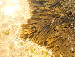 Imagem de Fucus serratus