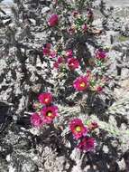 Image de Cylindropuntia imbricata (Haw.) F. M. Knuth