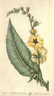 Image of wand mullein