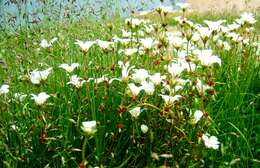 Plancia ëd Saxifraga cernua L.