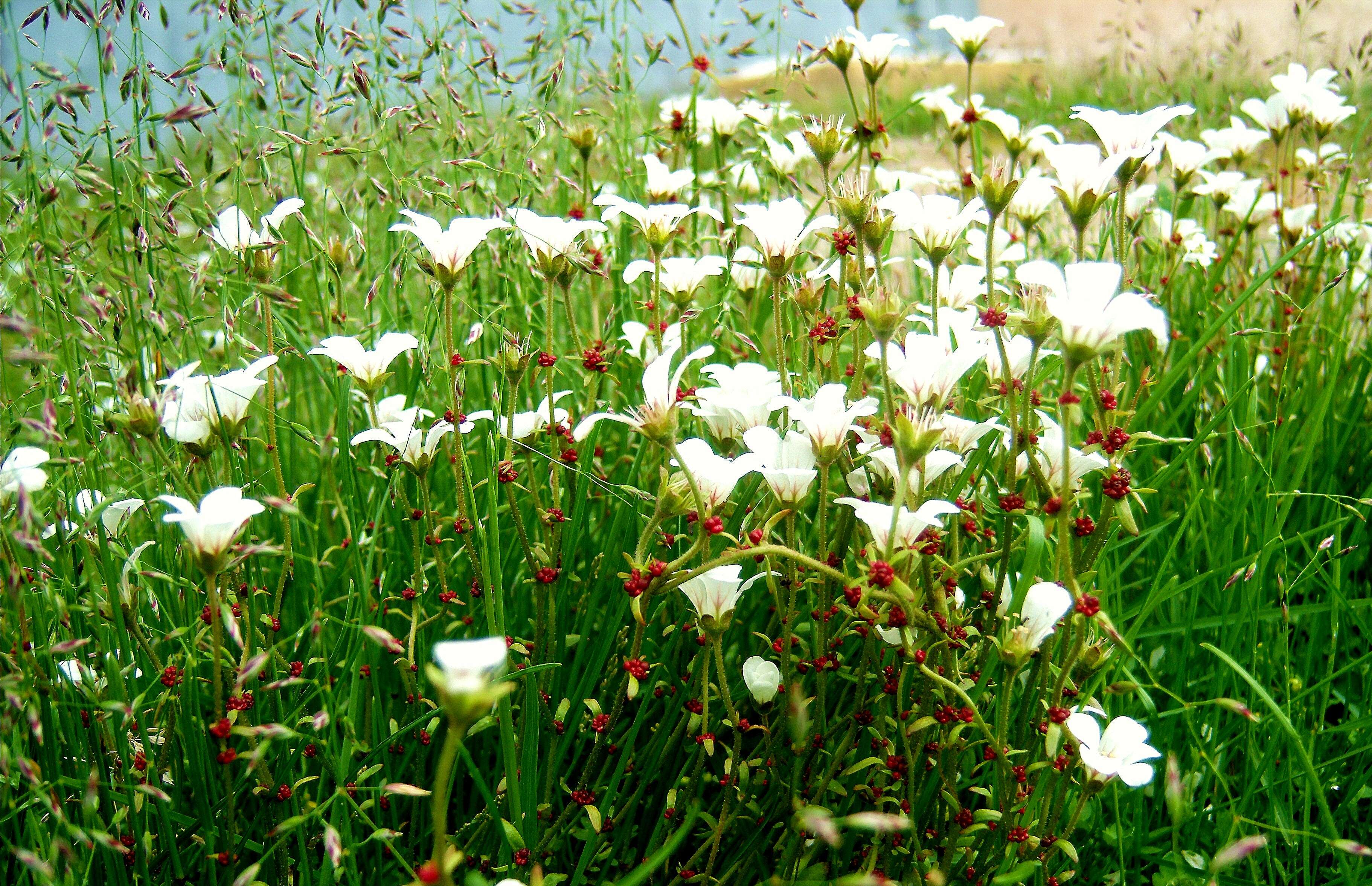 Plancia ëd Saxifraga cernua L.