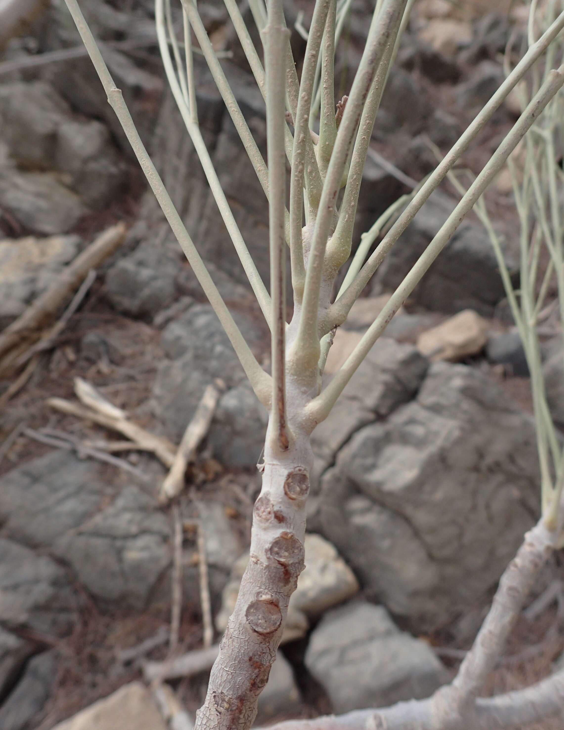 Imagem de Moringa peregrina (Forsk.) Fiori