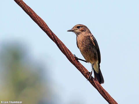 Image of Pied Bush Chat