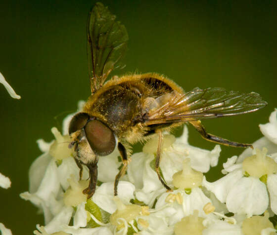 Image of Eristalis brousii Williston 1882