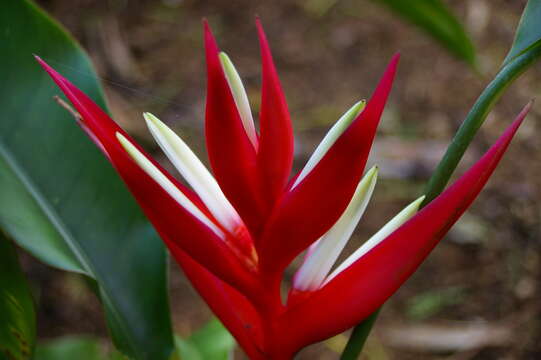 Image of Heliconia angusta Vell.