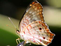 Image of White Peacock