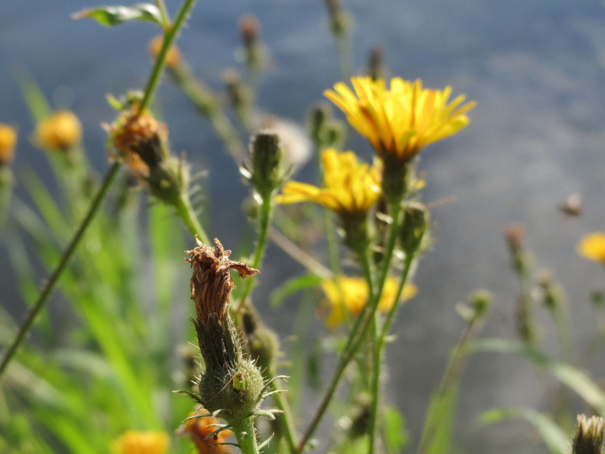 Слика од Picris hieracioides L.