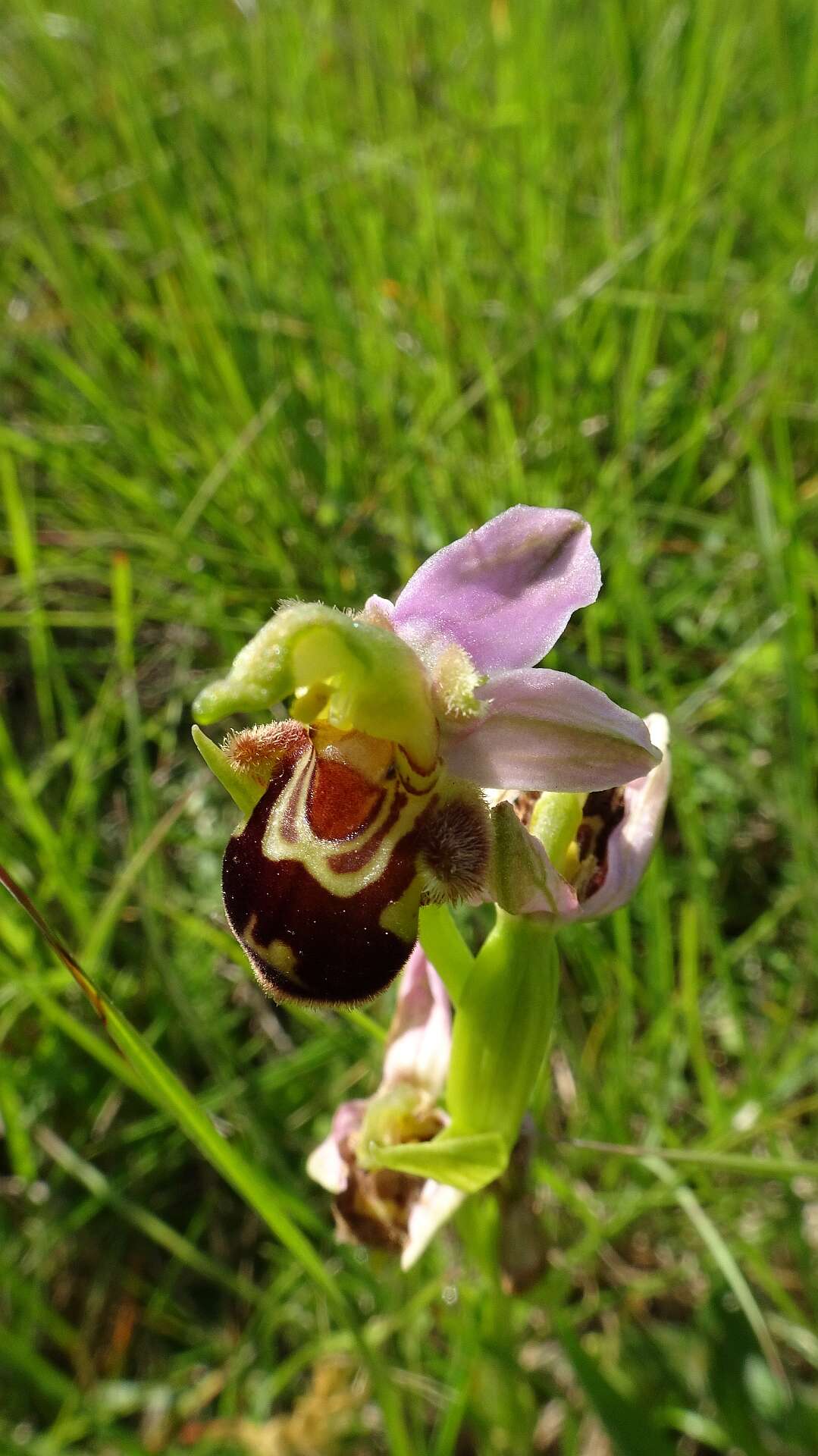 Image of Bee orchid