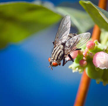 صورة Sarcophaga carnaria (Linnaeus 1758)