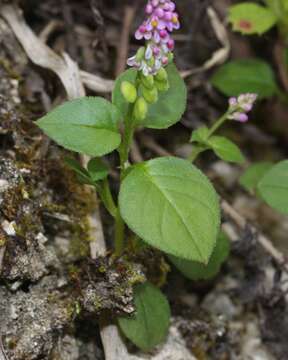 Image of Polygala tatarinowii Regel