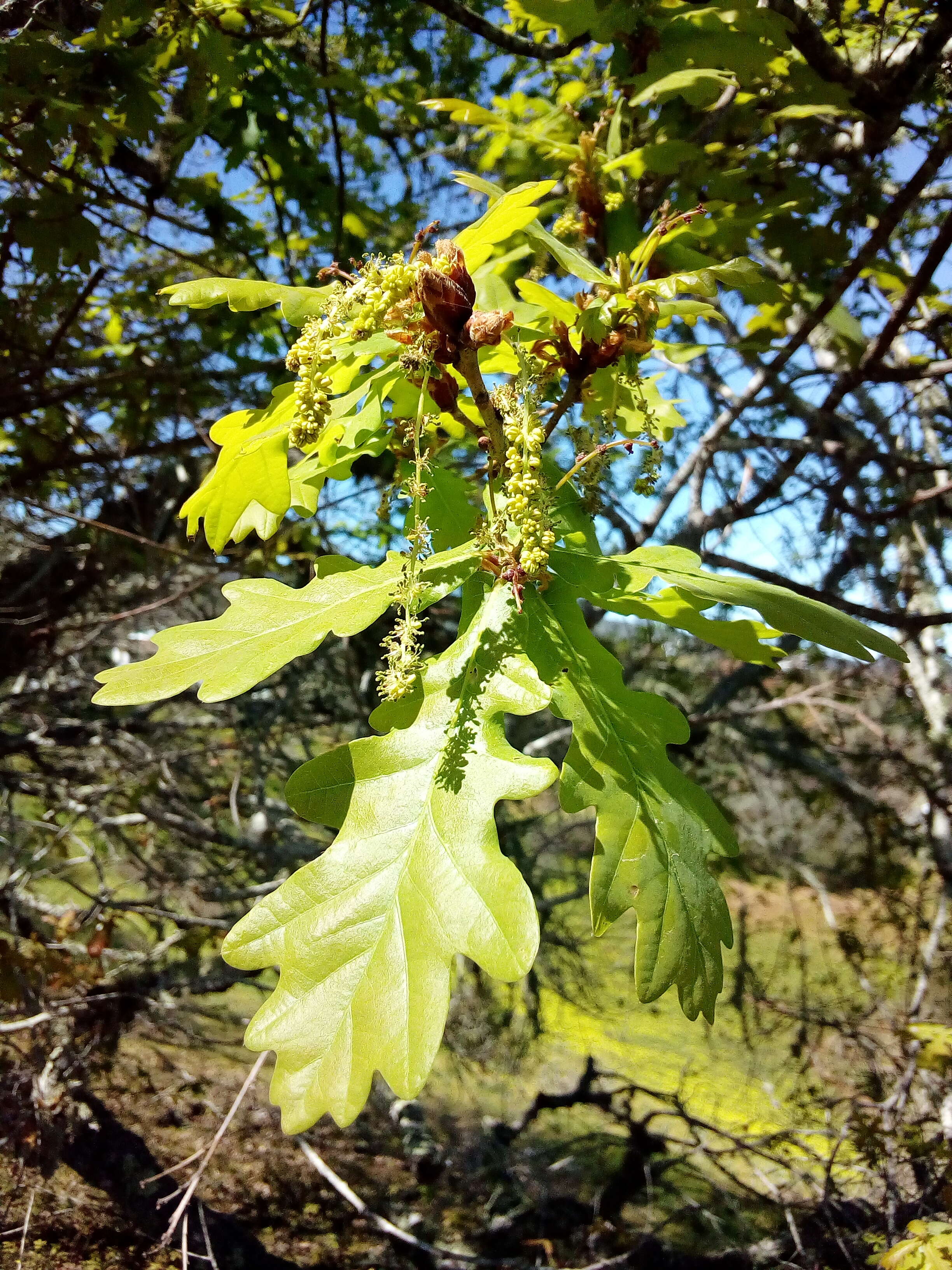 Слика од Quercus canariensis Willd.