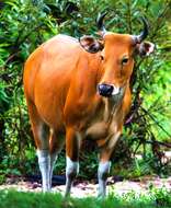 Image of Banteng