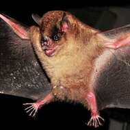Image of Tilda's Yellow-shouldered Bat