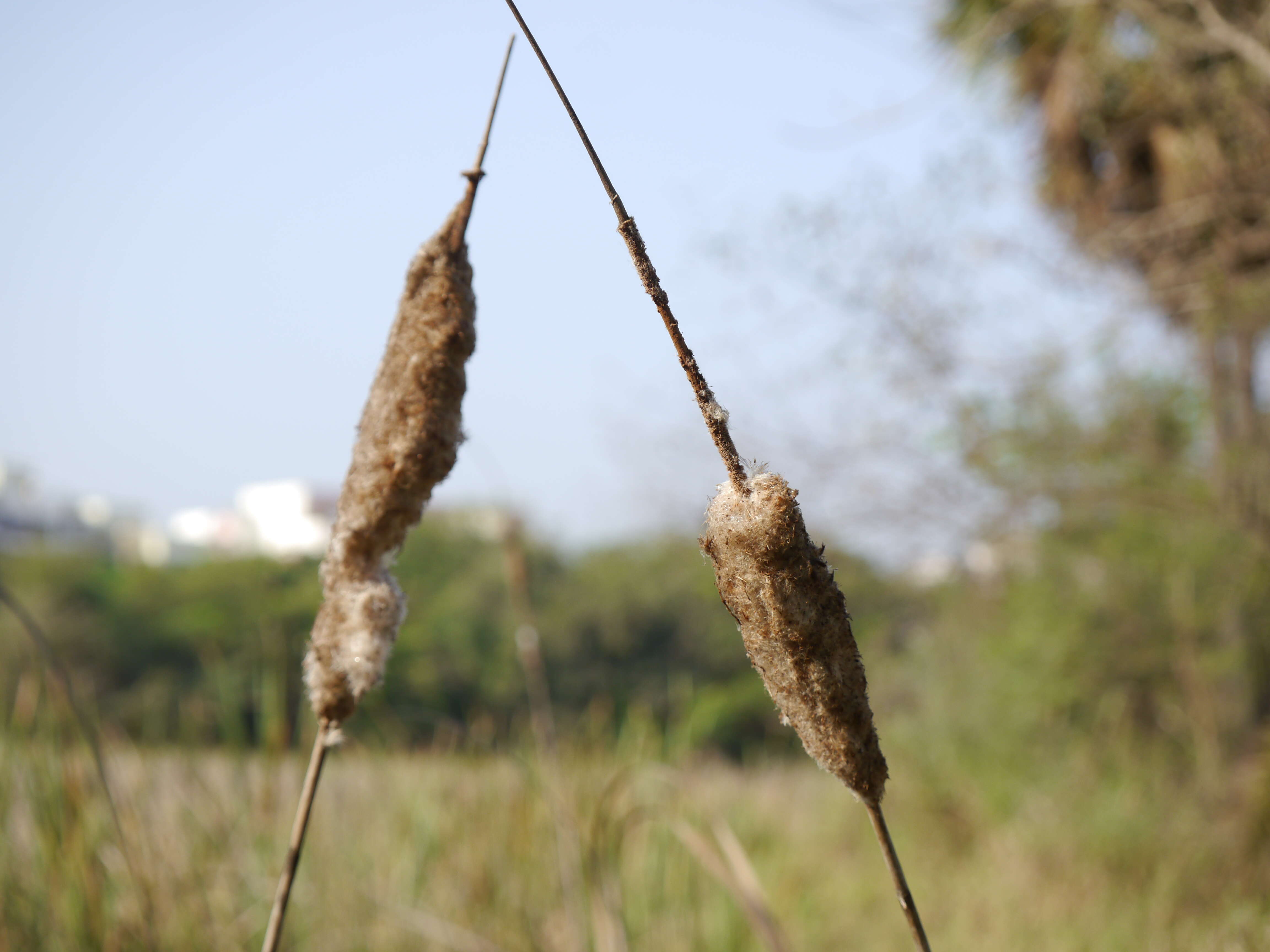 Image of southern cat-tail