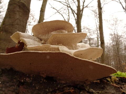 Image of Trametes gibbosa (Pers.) Fr. 1838