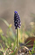 Image of Armenian grape hyacinth