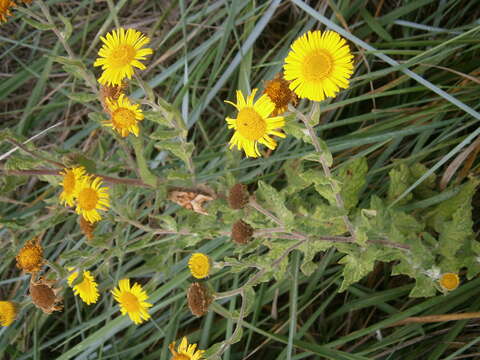 Image of common fleabane