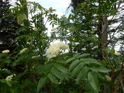 Image of Greene's mountain ash