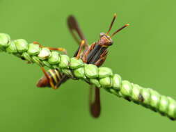 Image of Wasp Mantidfly