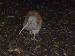 Image of Southern Brown Kiwi