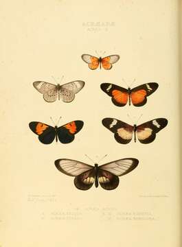 Imagem de Acraea esebria Hewitson 1861