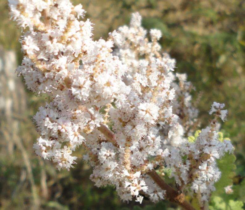 Image of Ginger Bush