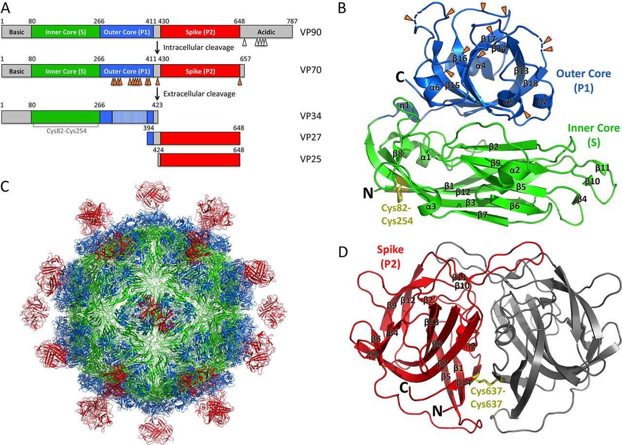 Image of Astrovirus