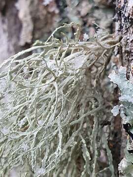 Image of farinose cartilage lichen