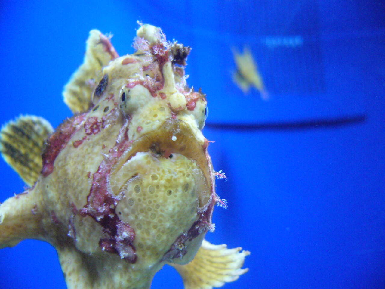 Image of Wartskin anglerfish