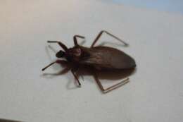 Image of Masked Hunter
