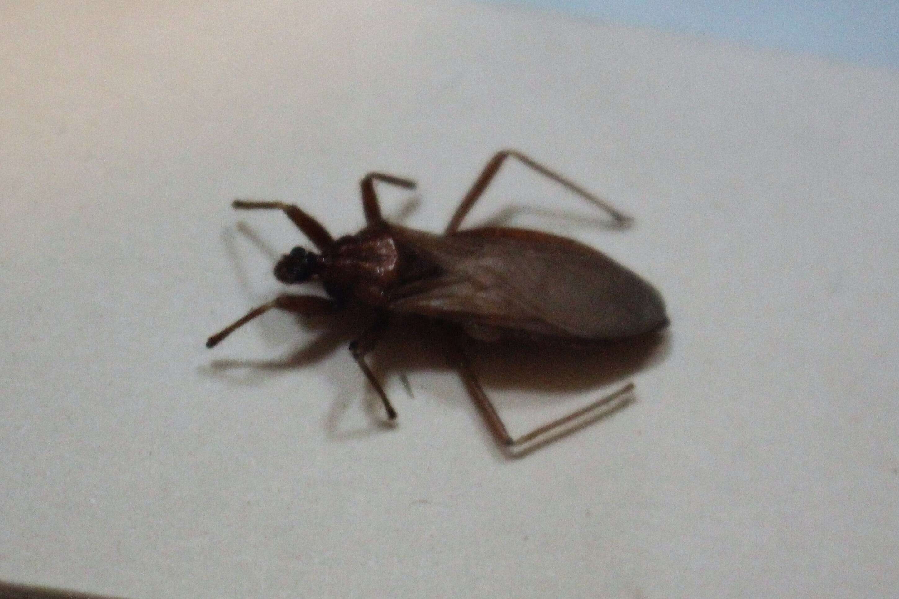 Image of Masked Hunter