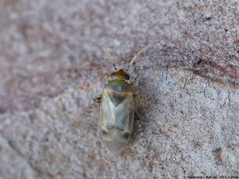 Image of Mullein Bug