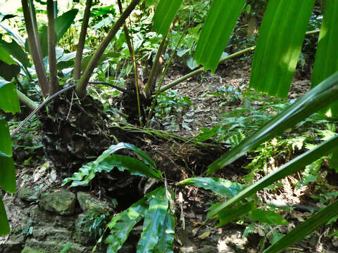 Image of angiopteris fern