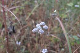 Image of burnet saxifrage