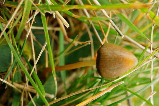 Plancia ëd Psilocybe semilanceata (Fr.) P. Kumm. 1871