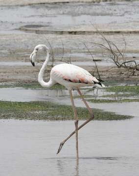 Imagem de Phoenicopterus roseus Pallas 1811